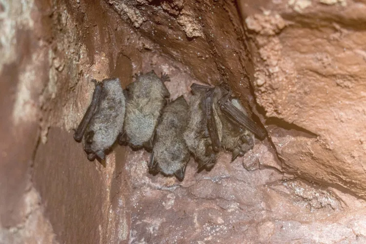 Research, monitoring part of fight to save Michigan’s bats